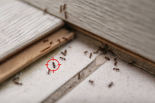 Best Affordable Pest Control Services  in Cedar Springs, MI