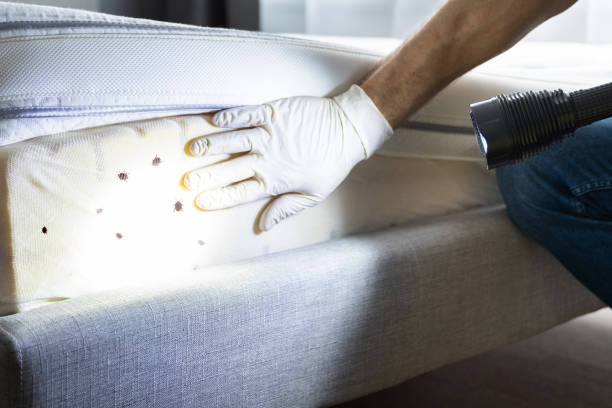 Best Pest Control Near Me in Cedar Springs, MI