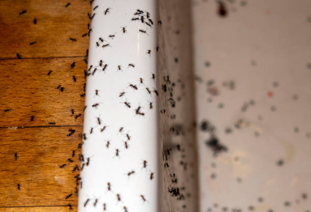 Best Pest Control Near Me  in Cedar Springs, MI